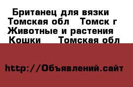 Британец для вязки - Томская обл., Томск г. Животные и растения » Кошки   . Томская обл.